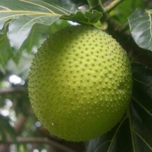 Breadfruit