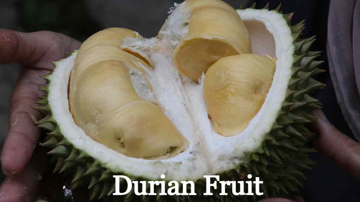 Durian Fruit in Hindi