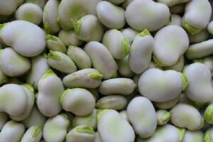 Broad Bean - Bakla