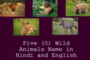 21 Domestic Animals Name With Picture 🐎🐫 - Knowledge Love 21 Domestic Animals Name With Picture 🐎🐫 - Knowledge Love