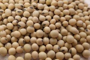 Soybean meaning in Hindi