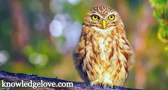 Five Birds Name - Owl